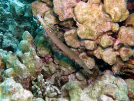 62  Trumpetfish IMG 2795